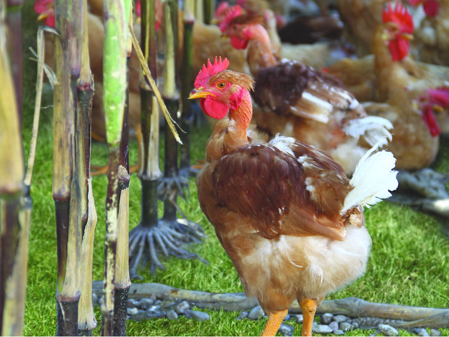 Pollo col Fiocco F.lli Miroglio